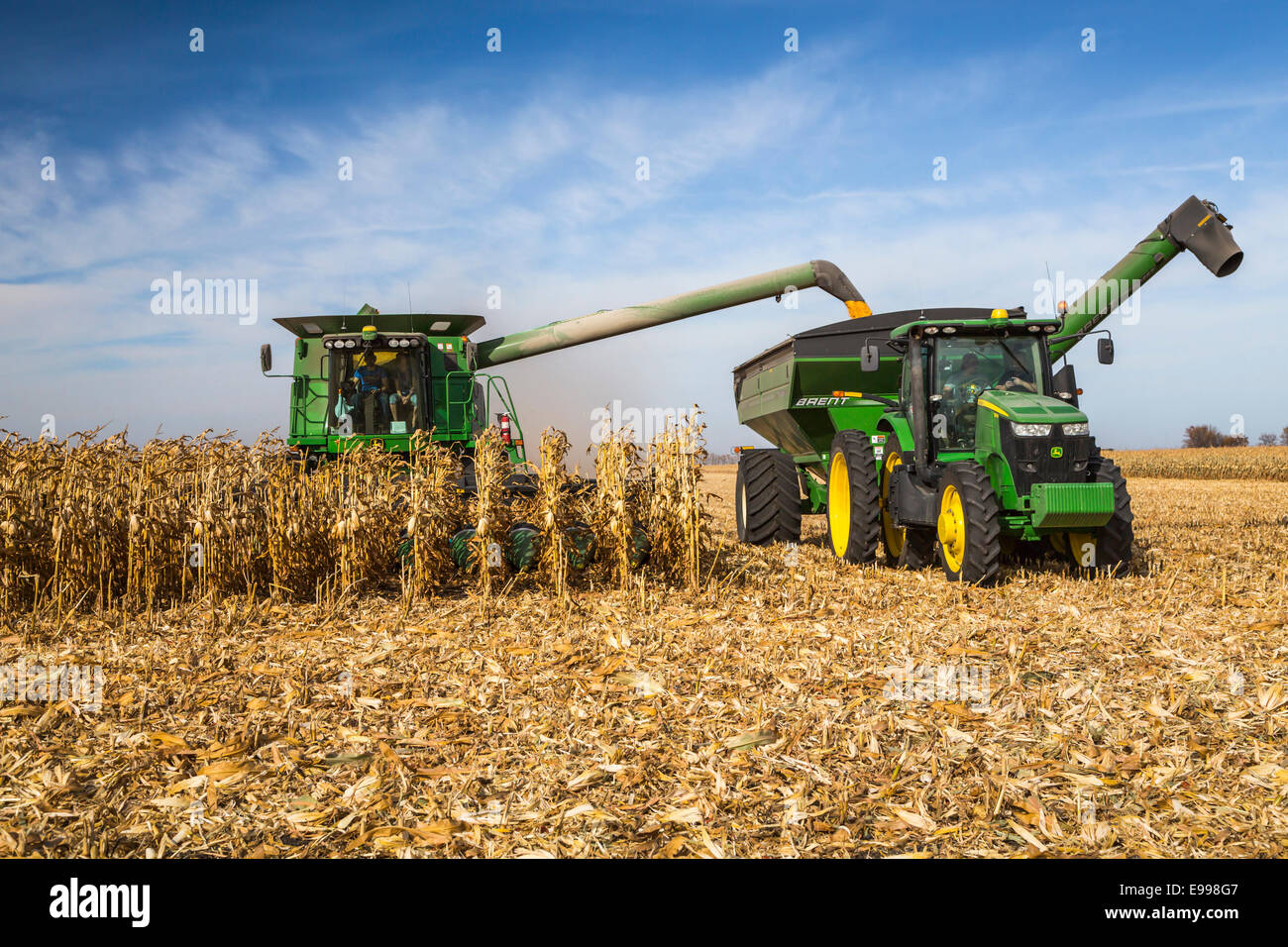 La récolte de maïs 2014 sur le Froese ferme près de Winkler, au Manitoba, Canada. Banque D'Images