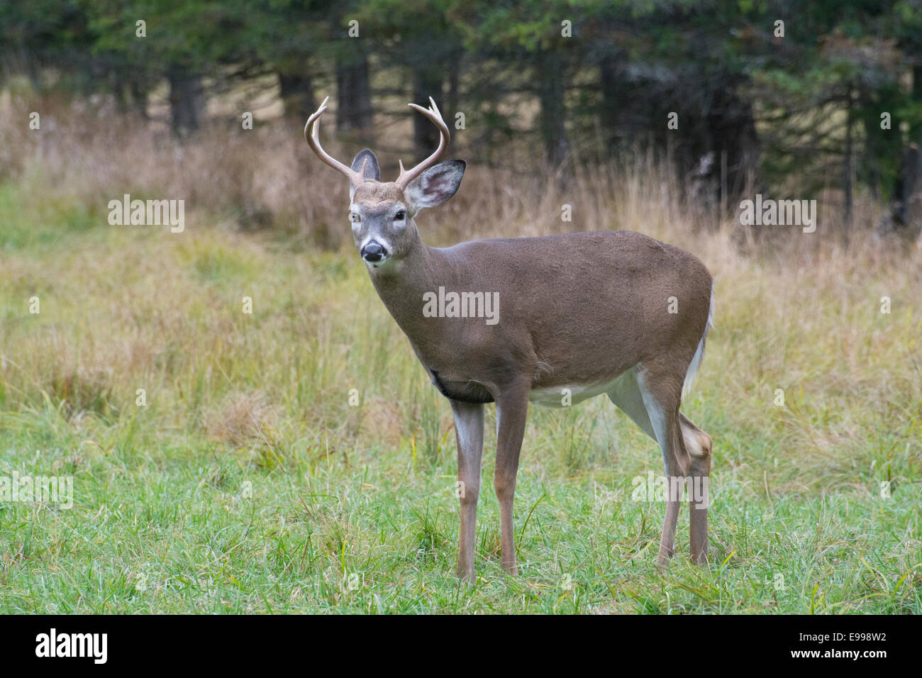 Un homme le cerf de Virginie à l'automne. Banque D'Images