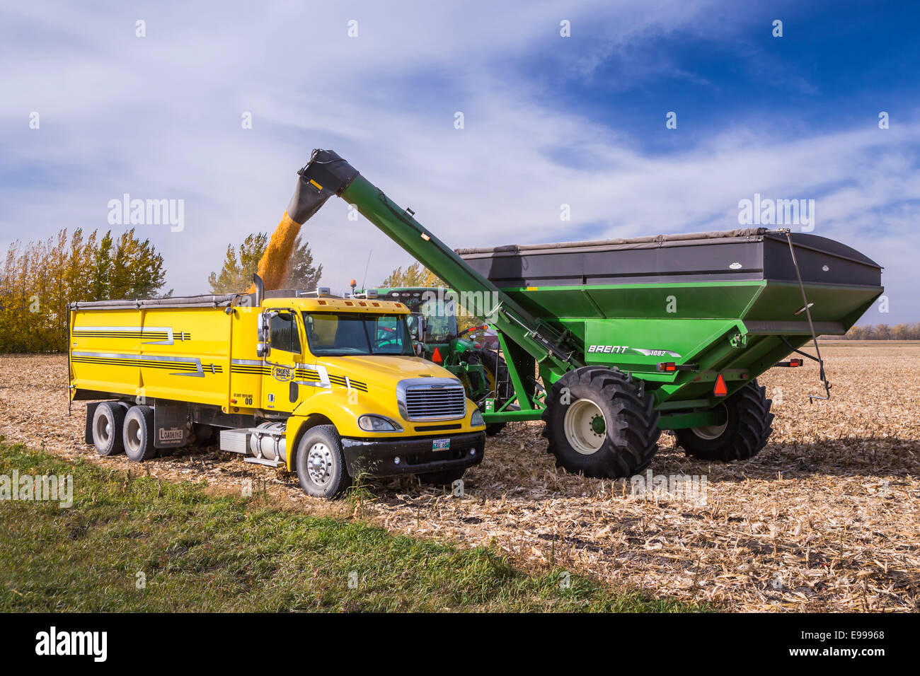 La récolte de maïs 2014 sur le Froese ferme près de Winkler, au Manitoba, Canada. Banque D'Images
