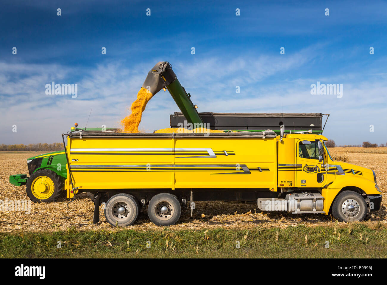 La récolte de maïs 2014 sur le Froese ferme près de Winkler, au Manitoba, Canada. Banque D'Images
