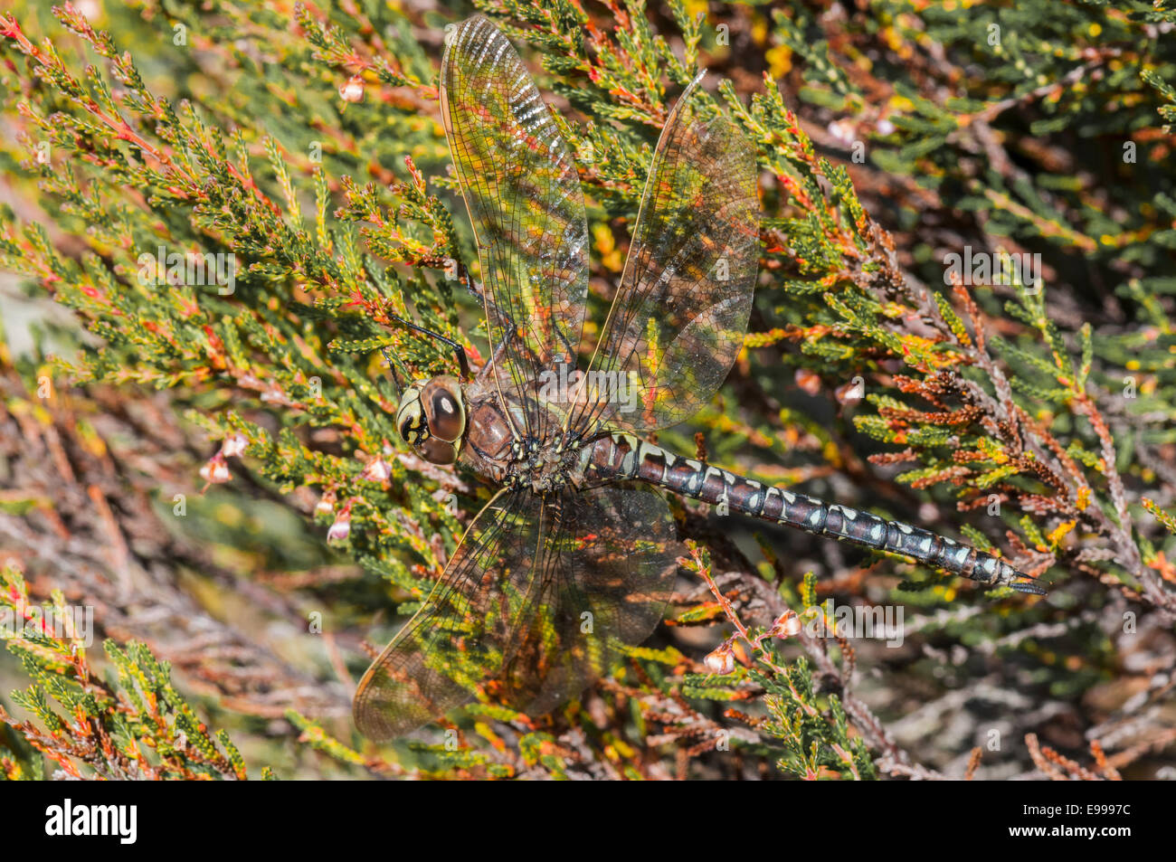 Une photographie d'une femme Hawker Aeshna juncea, libellule, au repos sur la bruyère, Calluna vulgaris en Ecosse Banque D'Images