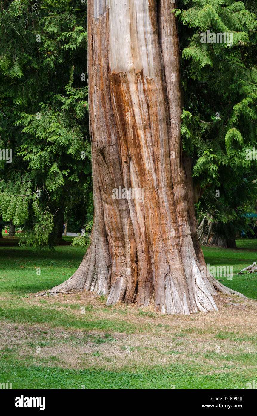 Arbre dans le parc Stanley à Vancouver, Canada Banque D'Images