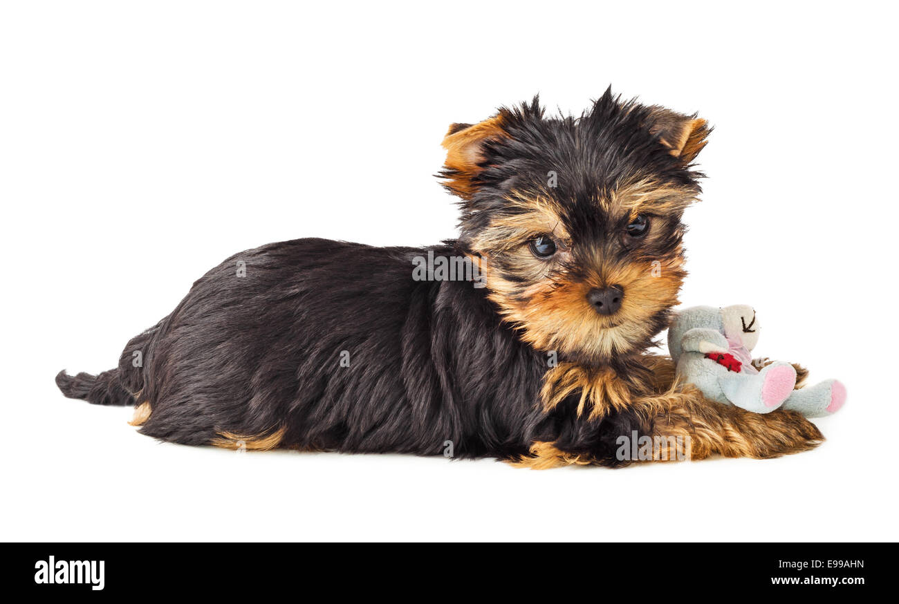 Chien ludique avec chew toy. Yorkshire Terrier puppy Playing with toy. Profondeur de champ. Banque D'Images