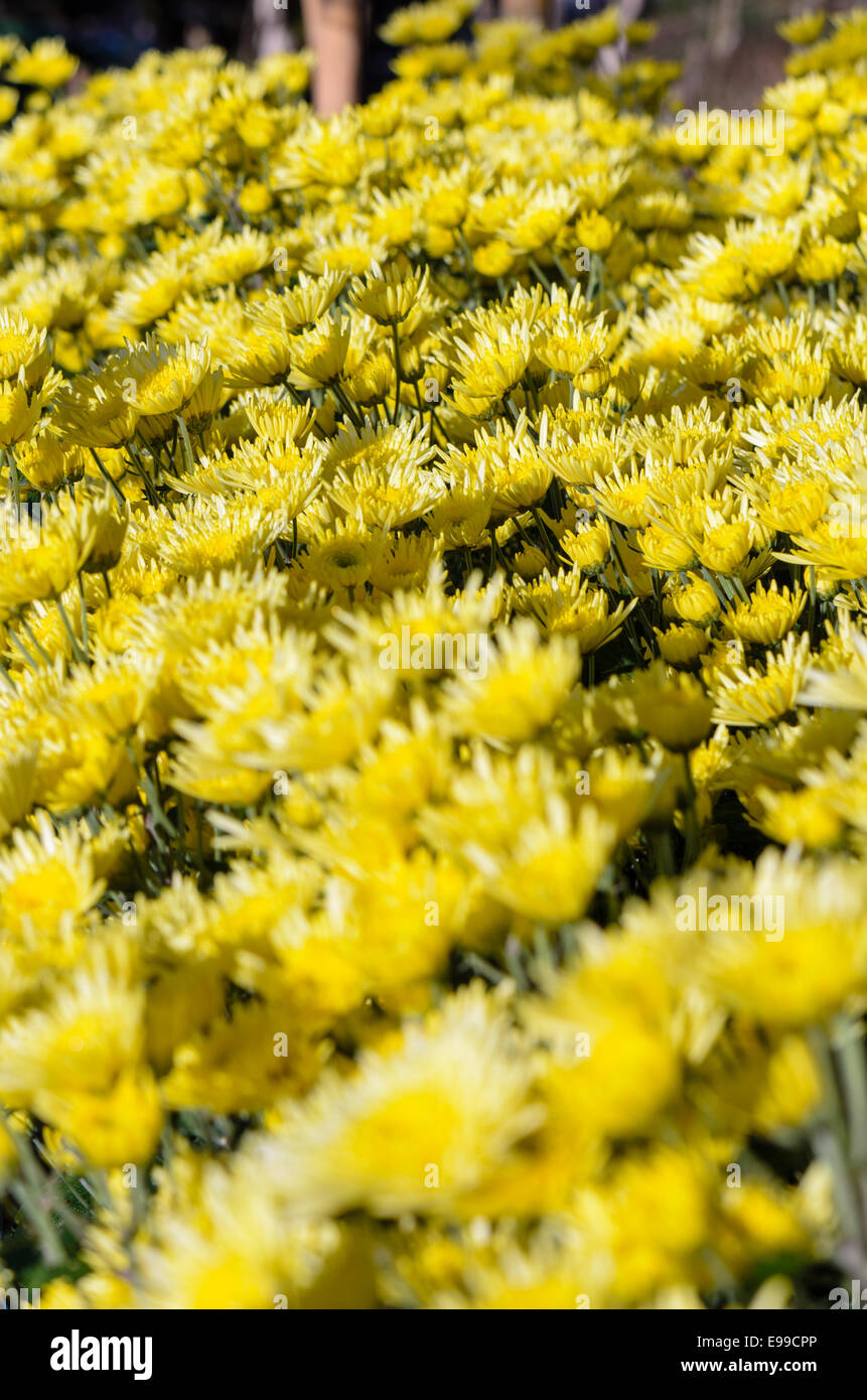 Chrysanthème jaune fleurs jardin sur la montagne Doi Inthanon dans la province de Chiang Mai en Thaïlande. Banque D'Images