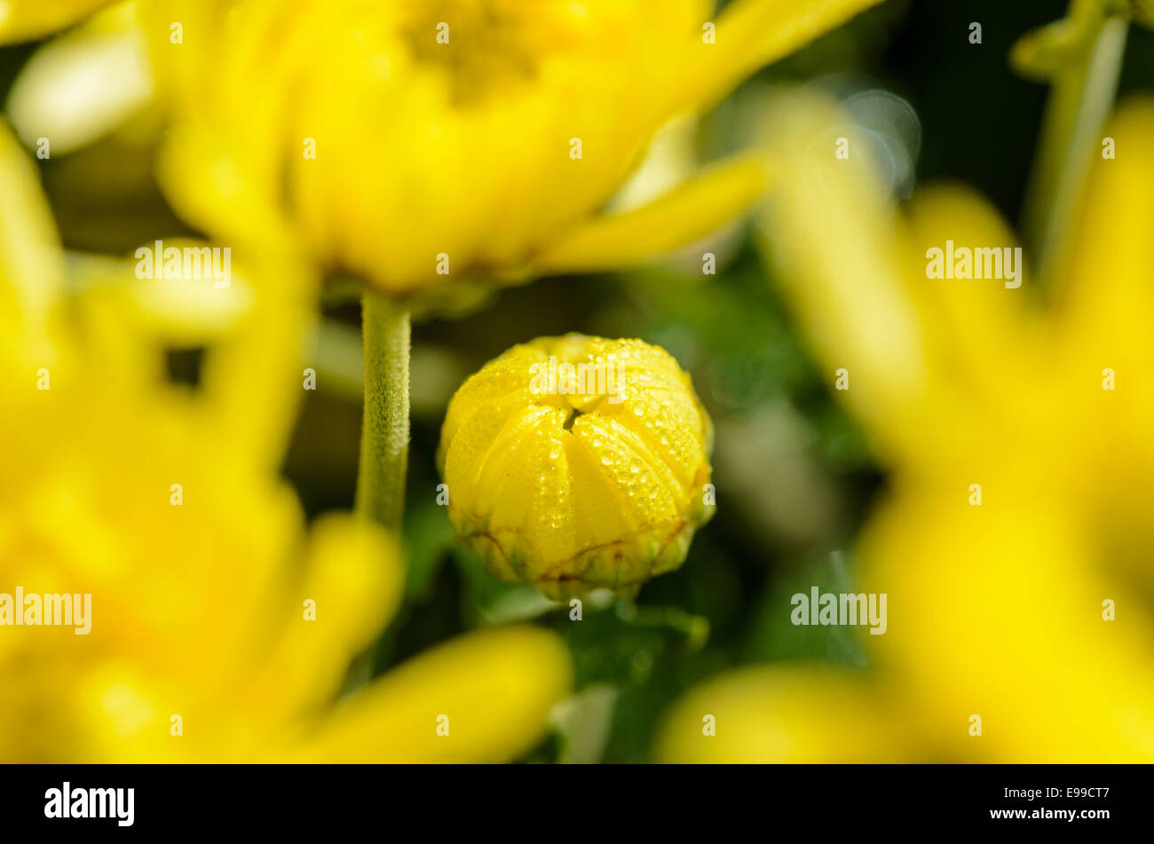 Close up jaune bourgeons Chrysanthemum morifolium fleurs qui est rempli de rosée du matin. Banque D'Images