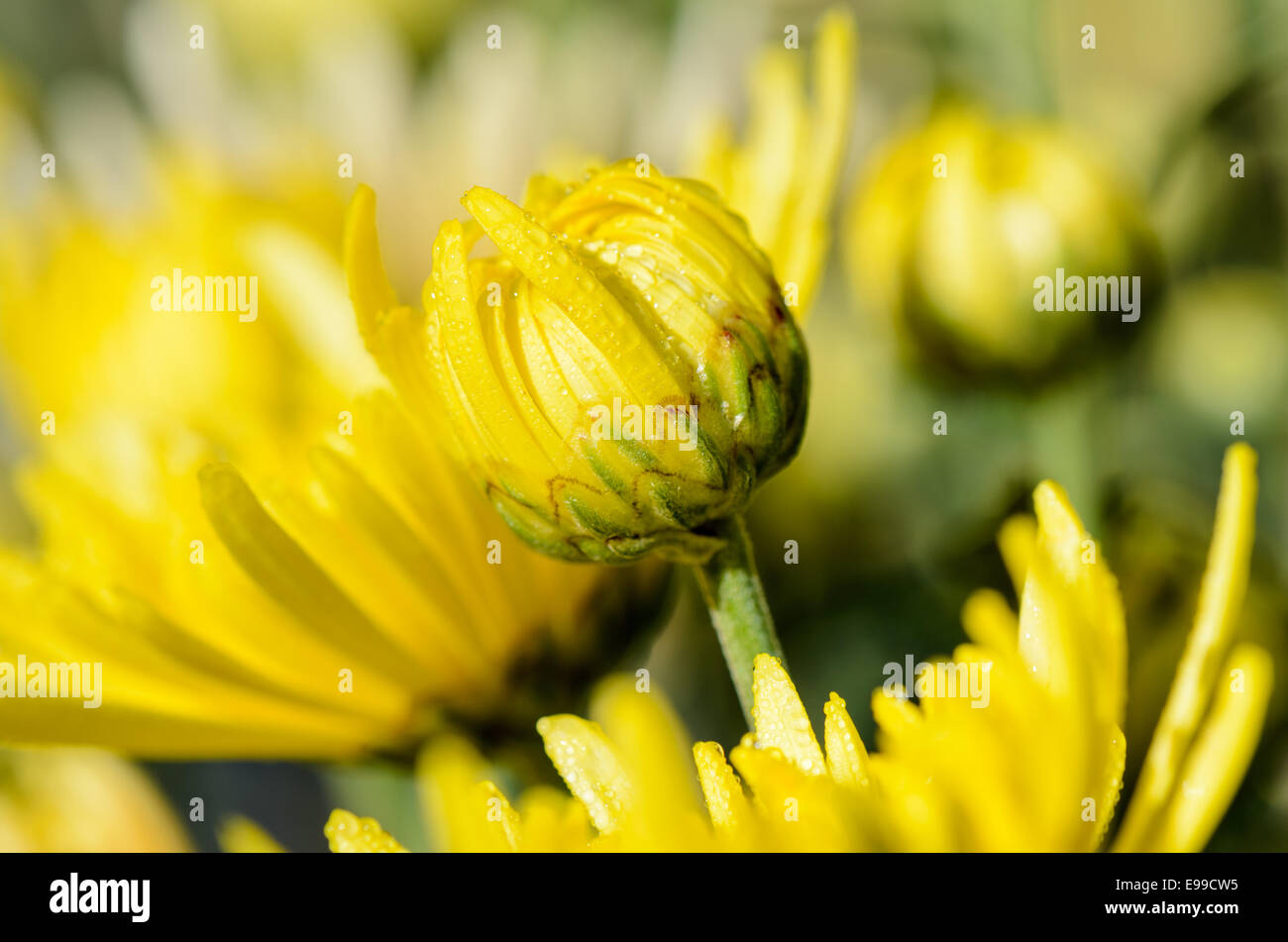 Close up jaune bourgeons Chrysanthemum morifolium fleurs qui est rempli de rosée du matin. Banque D'Images
