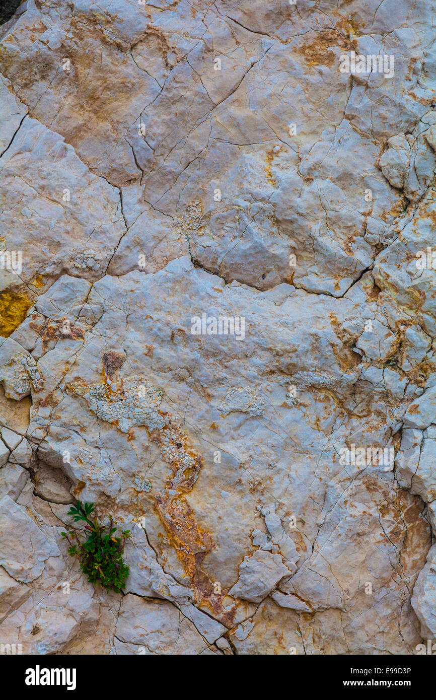 Petite plante prendre racine dans une fissure de roche calcaire sur les îles du Frioul, Marseille, France. Banque D'Images