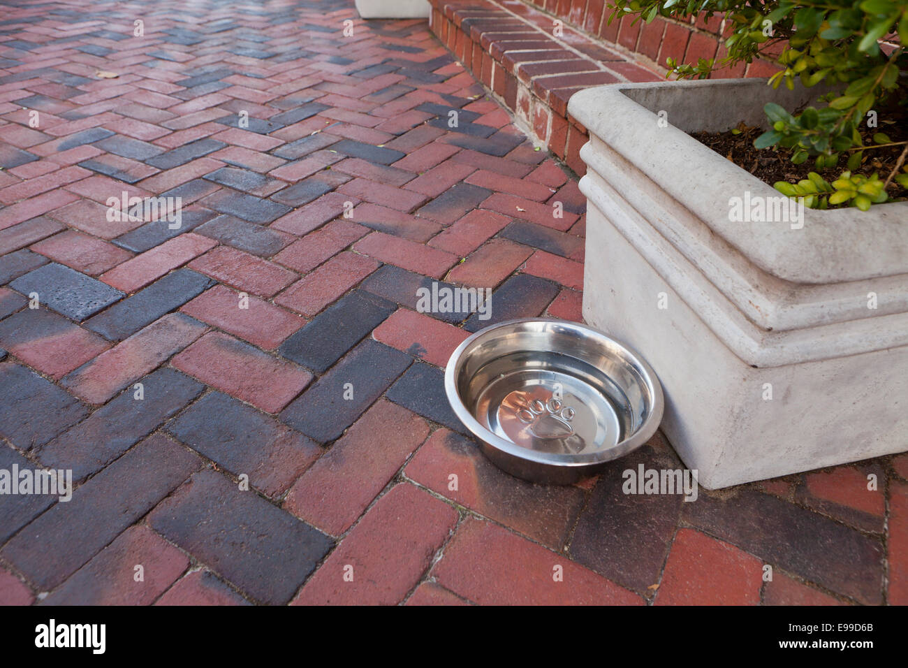Chien de la cuvette d'eau sur la brique walkway - USA Banque D'Images