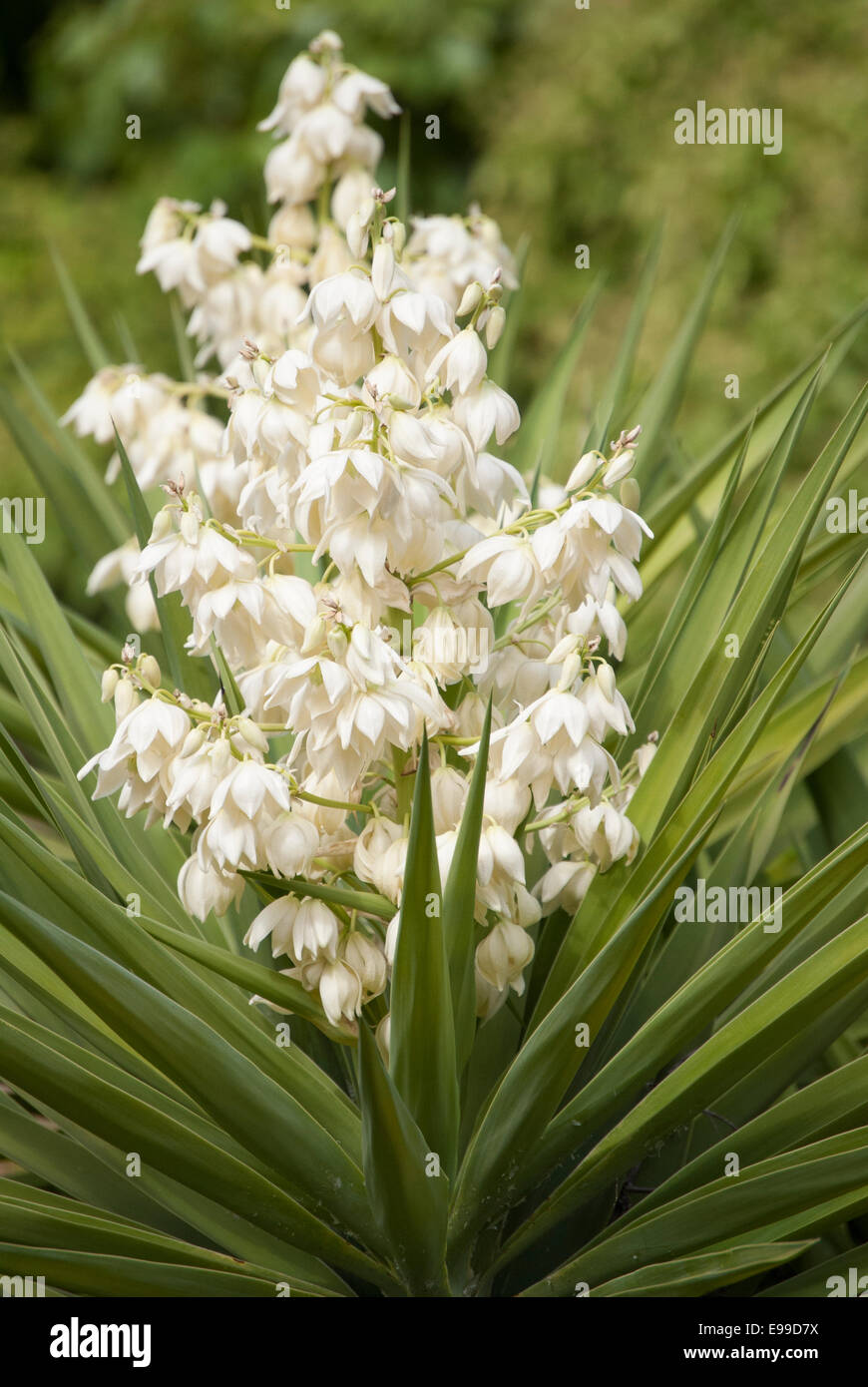 Portrait de Yucca plante avec fleurs. Banque D'Images