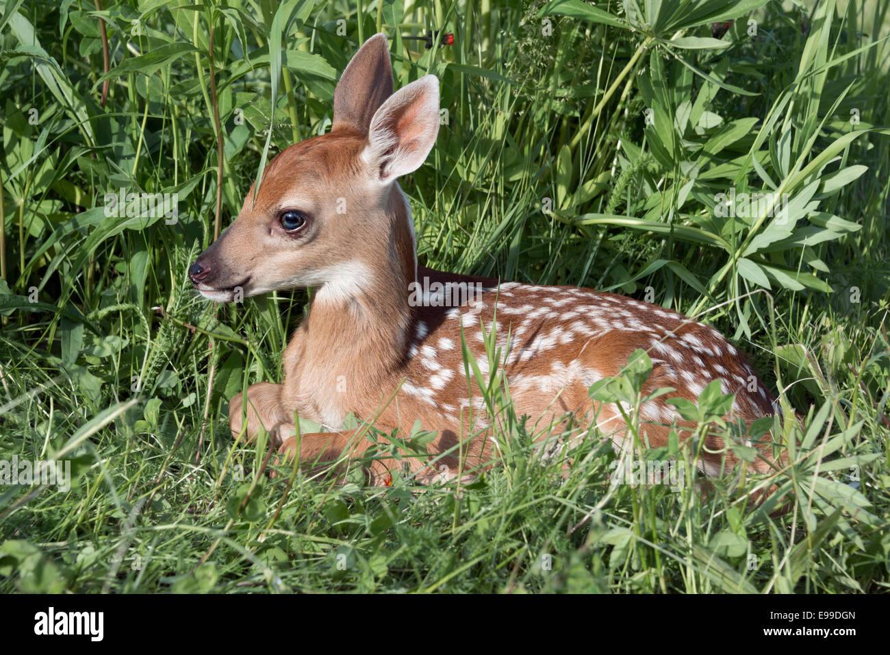 Le fauve se reposant dans l'herbe, près de grès, Minnesota, USA Banque D'Images