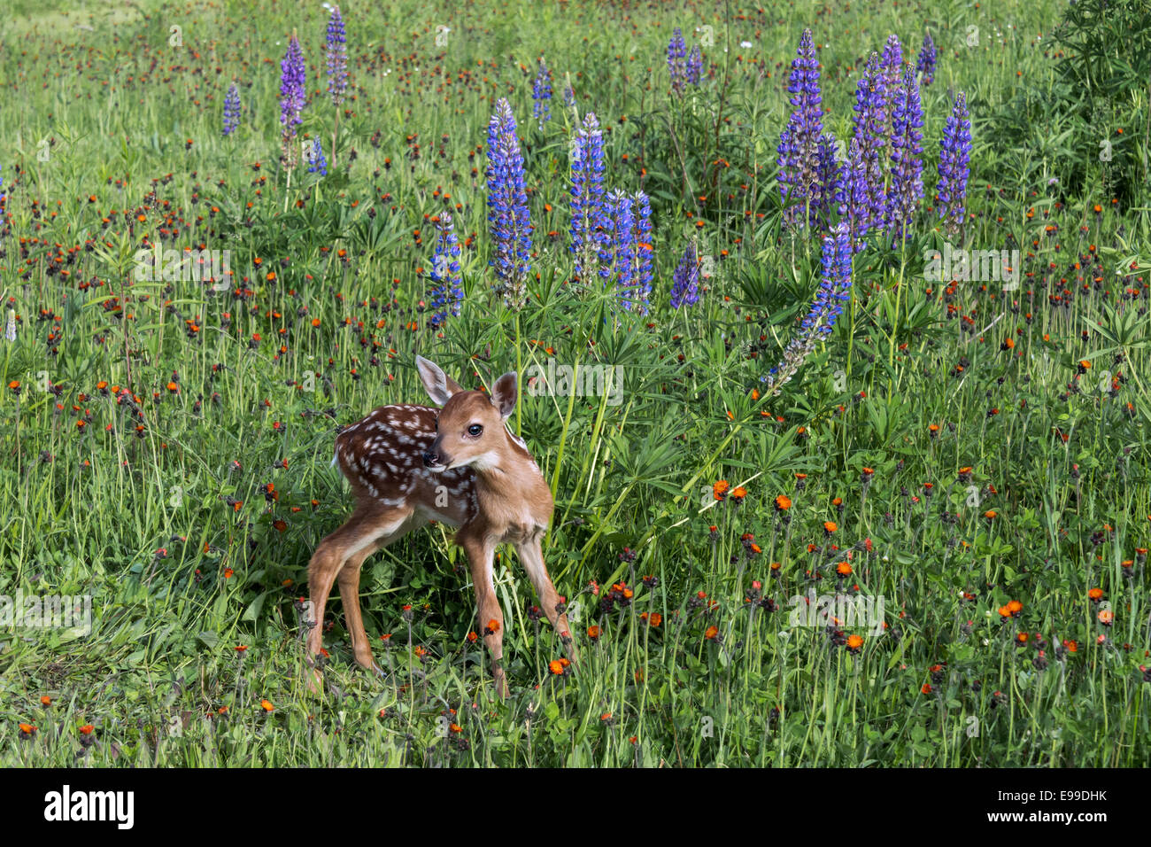 Fawn debout dans une prairie de fleurs sauvages, près de grès, Minnesota, USA Banque D'Images