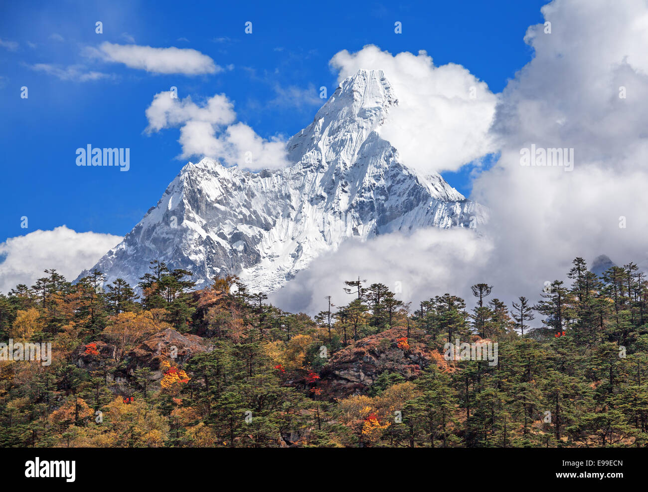 Forêt d'automne sur l'arrière-plan de la crête sacrée Ama Dablam (6814 m) au Népal, l'Himalaya. Banque D'Images