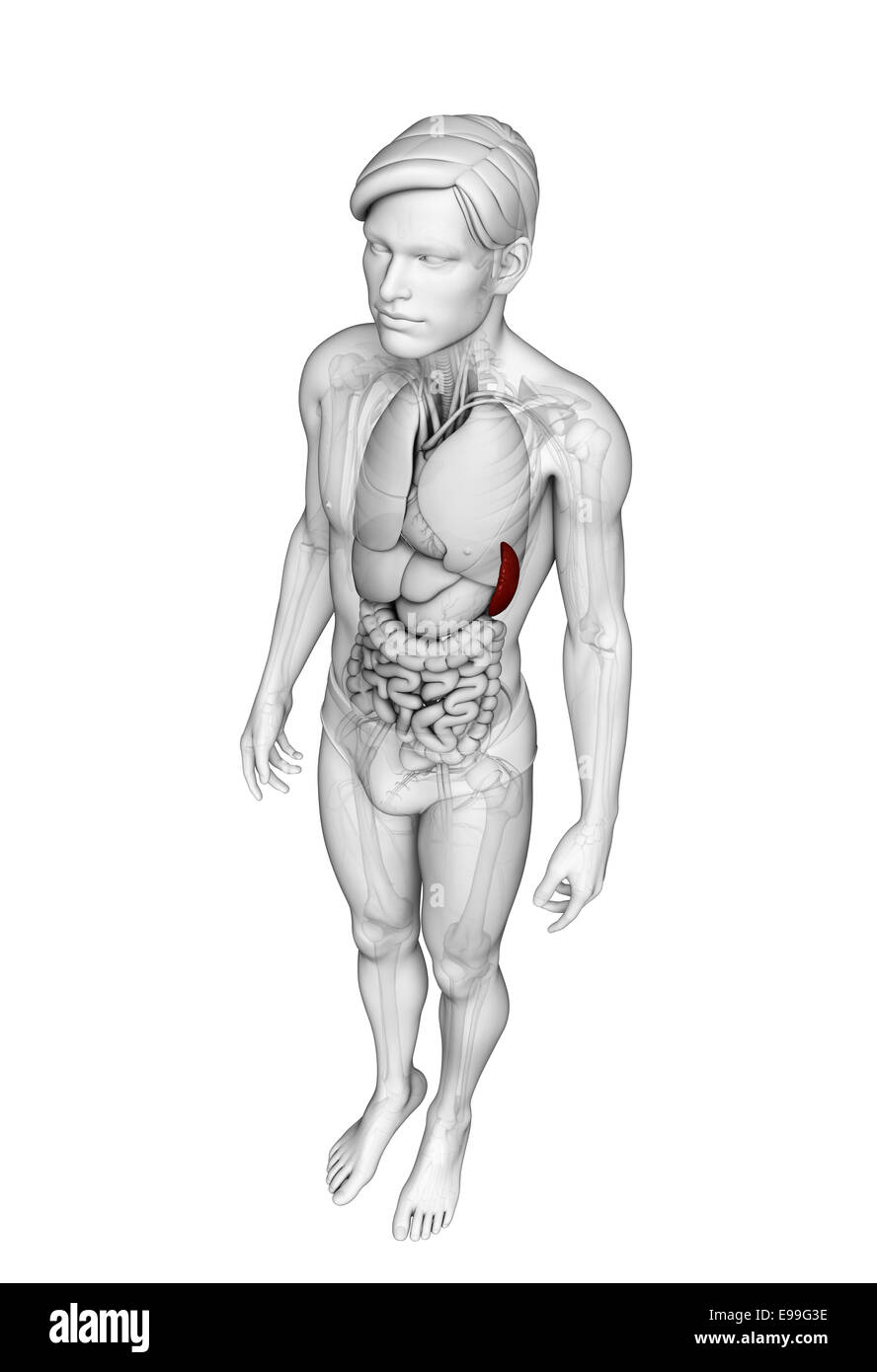 Illustration de l'homme anatomie de la rate Banque D'Images