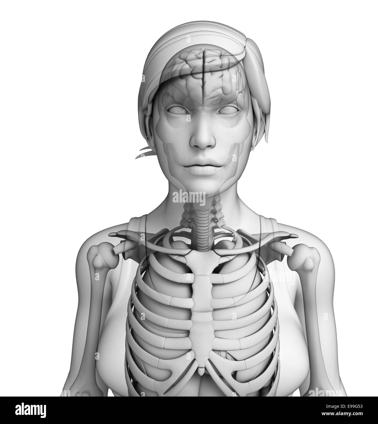 Illustration du corps humain Système respiratoire Banque D'Images