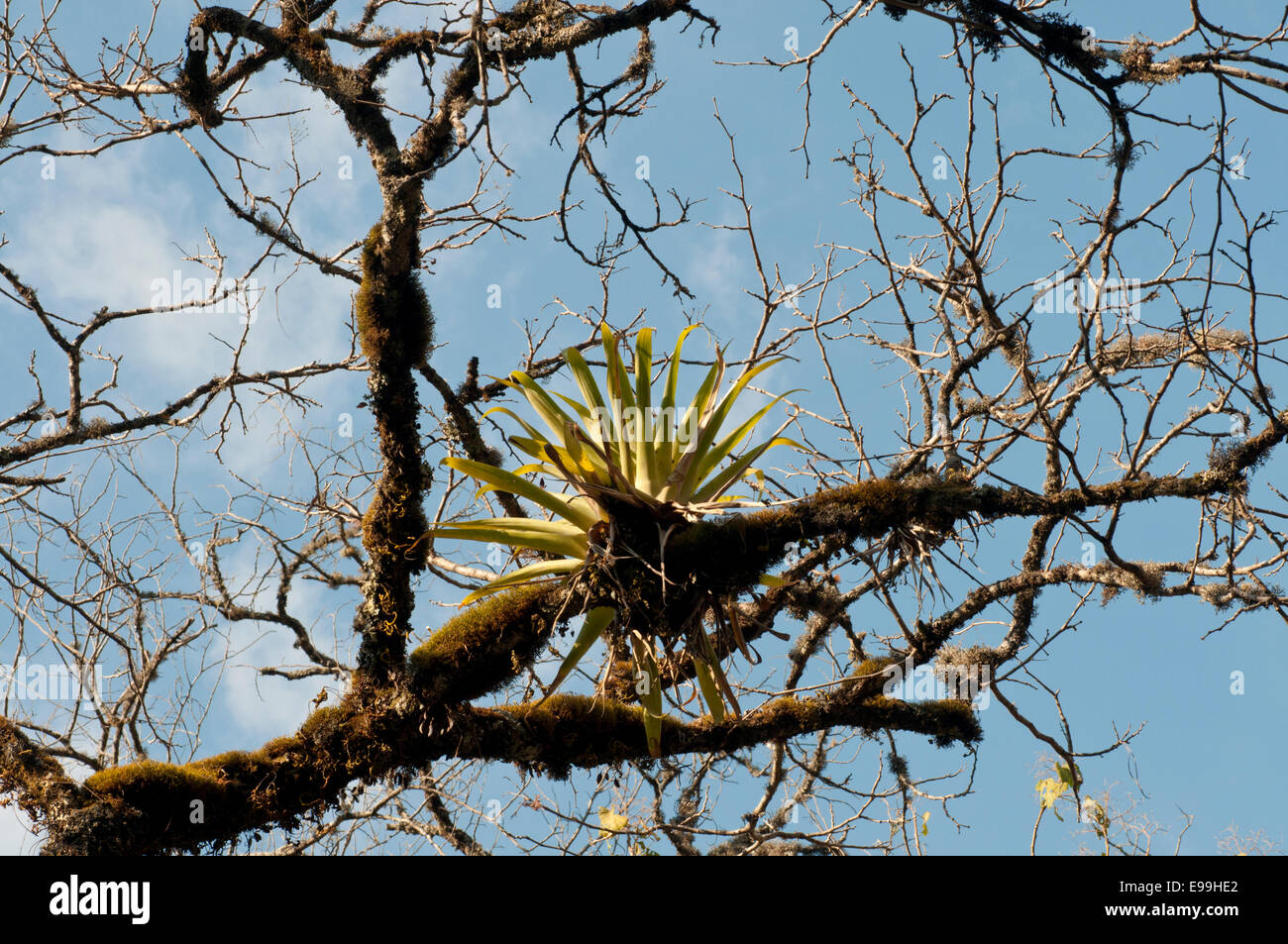 Les feuilles de broméliacées épiphytes Tillandsia, un sur un arbre en Laguna Maria, Mexique Banque D'Images