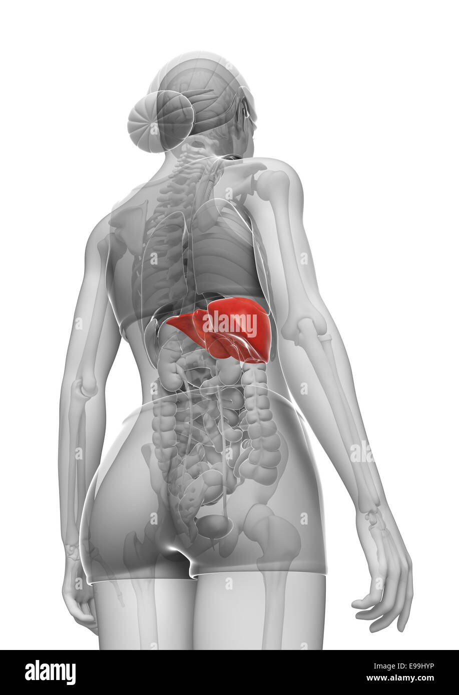 Illustration de l'anatomie du foie femelle Banque D'Images