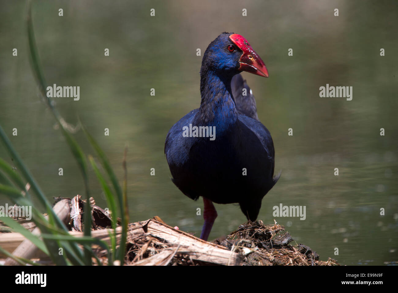 Purple Swamp-hen, adulte, le Parc Naturel de Ria Formosa, l'Algarve, Portugal. Banque D'Images