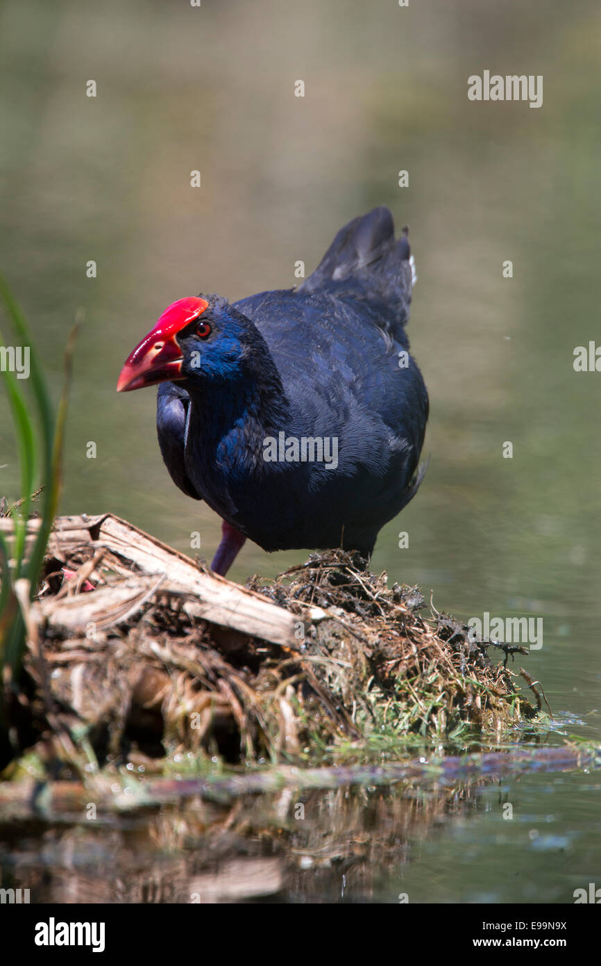 Purple Swamp-hen, adulte, le Parc Naturel de Ria Formosa, l'Algarve, Portugal. Banque D'Images