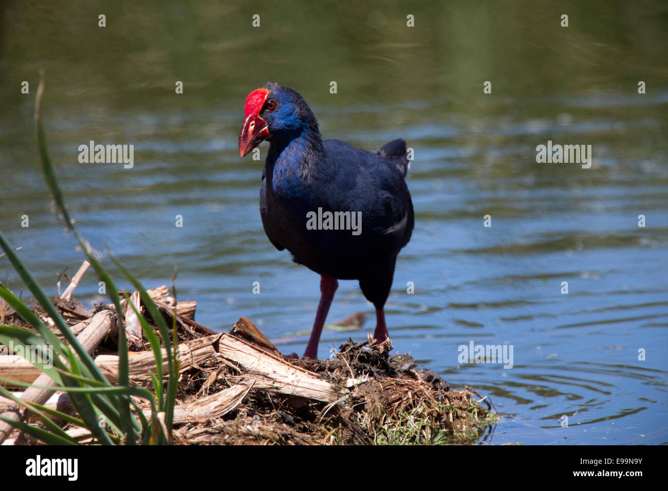 Purple Swamp-hen, adulte, le Parc Naturel de Ria Formosa, l'Algarve, Portugal. Banque D'Images