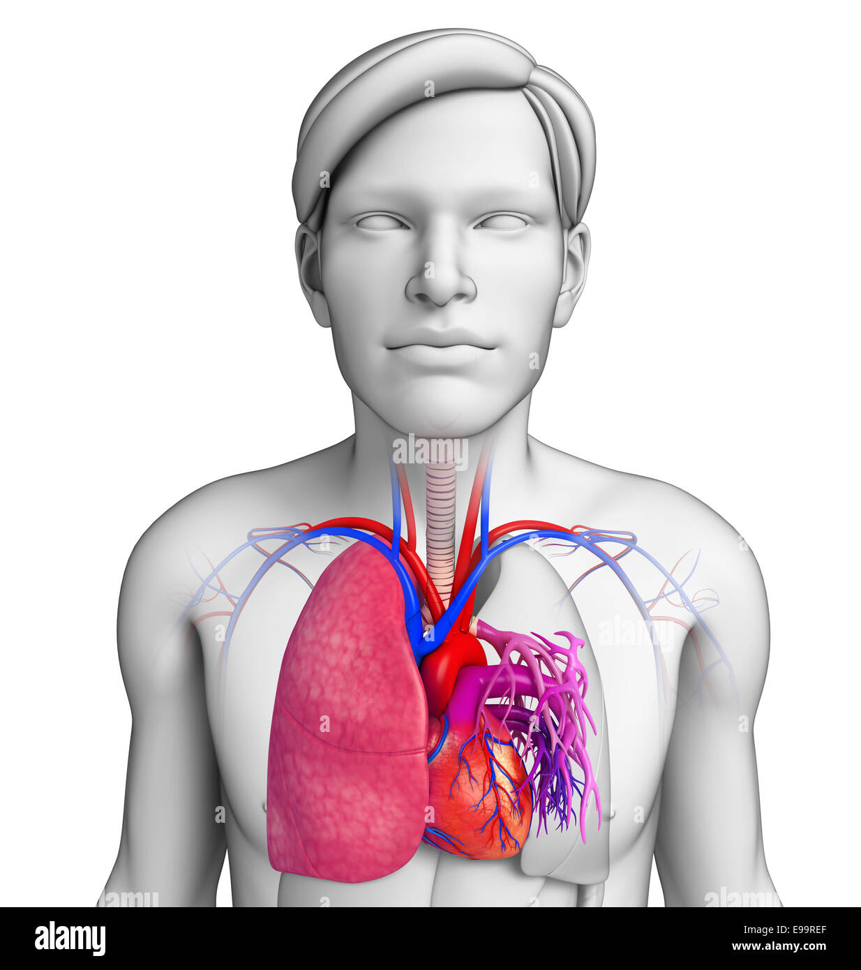 Illustration de l'anatomie masculine poumons Photo Stock Alamy