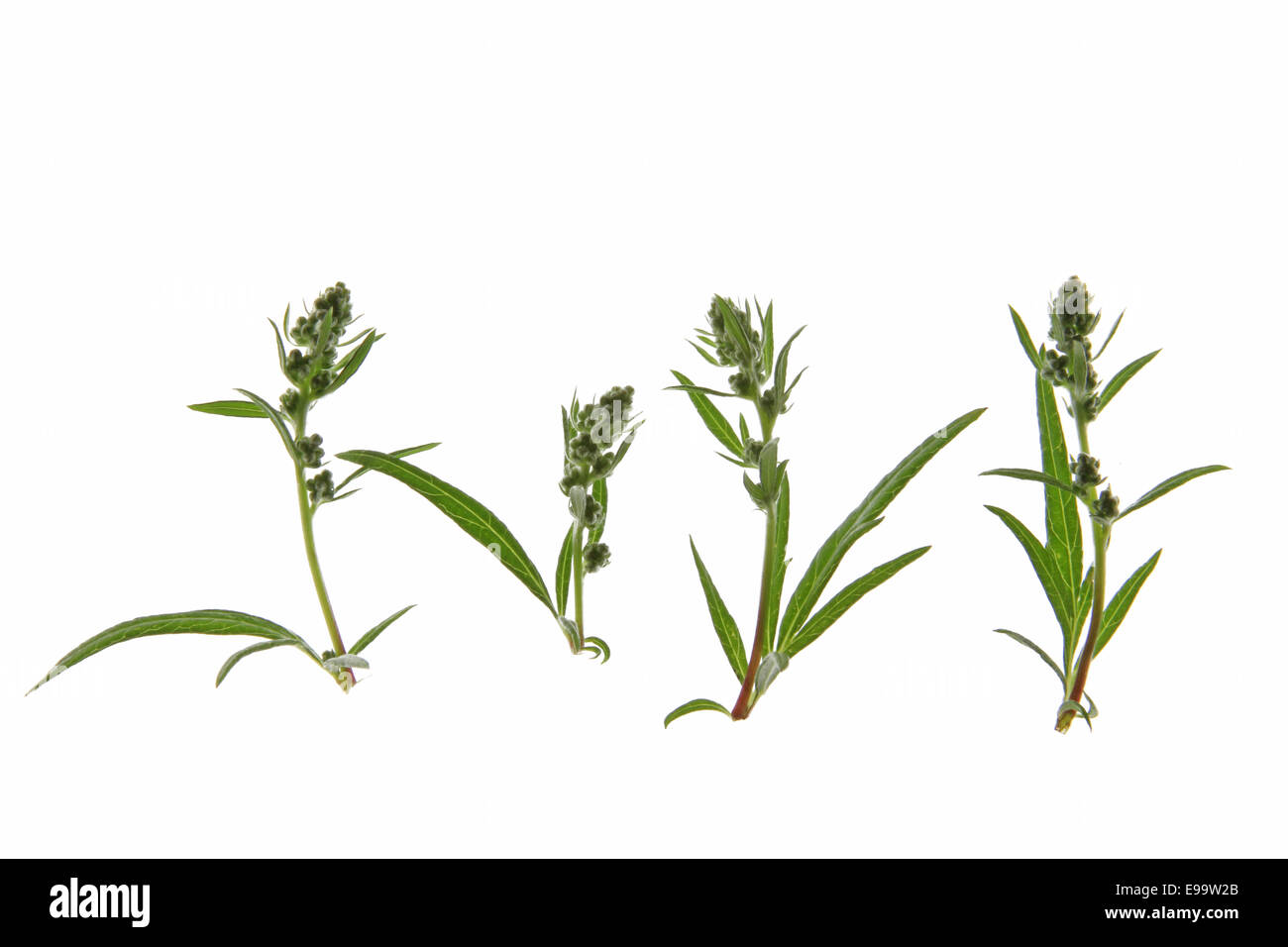 Armoise (Artemisia vulgaris) Banque D'Images