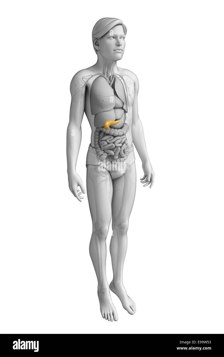 Illustration de l'homme anatomie du pancréas Banque D'Images