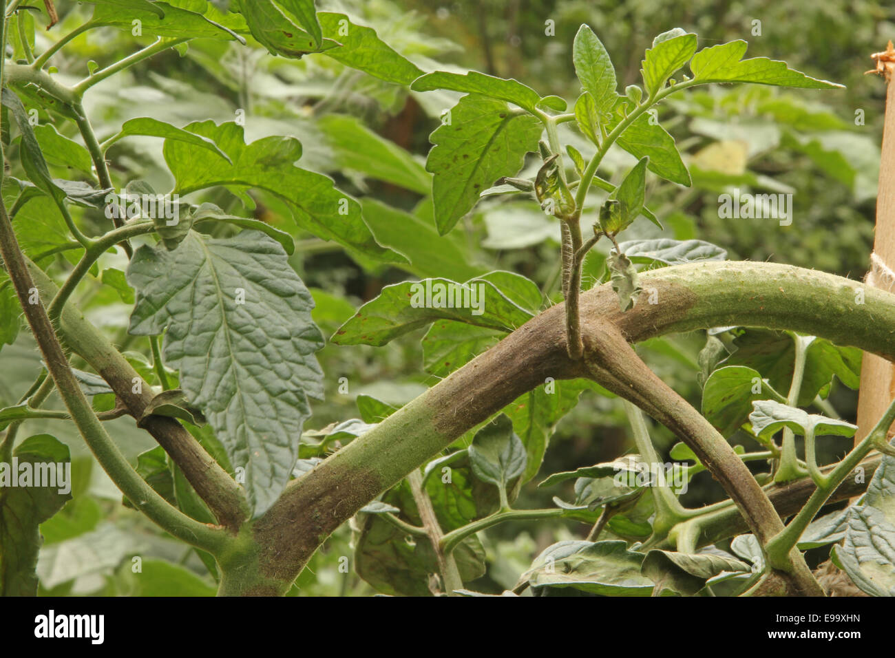 Pourriture brune sur les tomates Banque D'Images