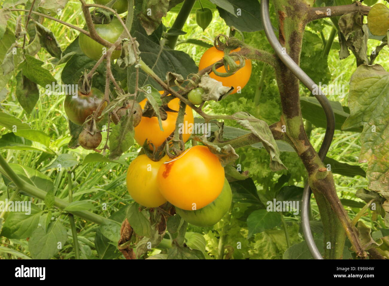Pourriture brune sur les tomates Banque D'Images