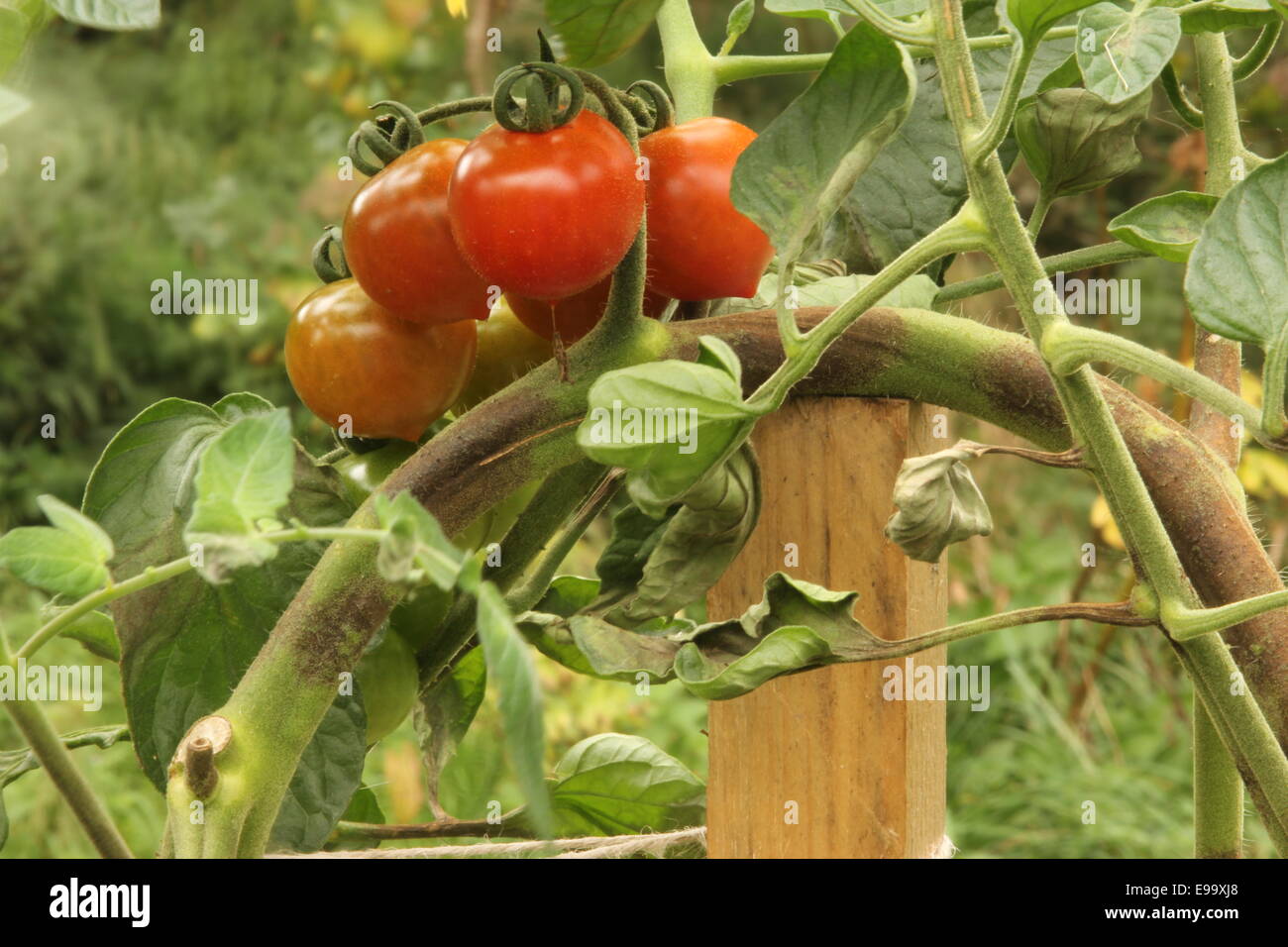 Pourriture brune sur les tomates Banque D'Images
