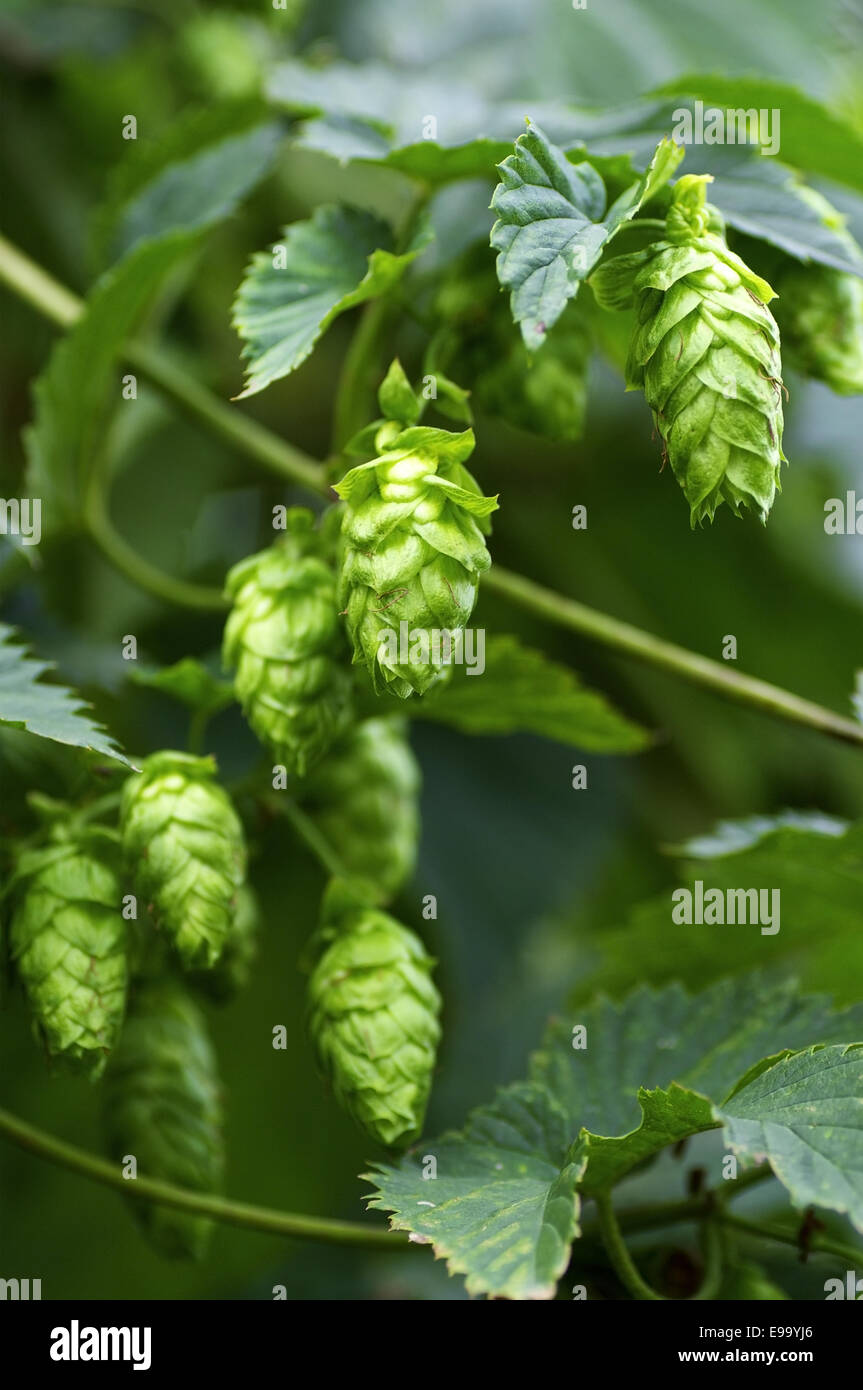 Fleurs de houblon Banque D'Images