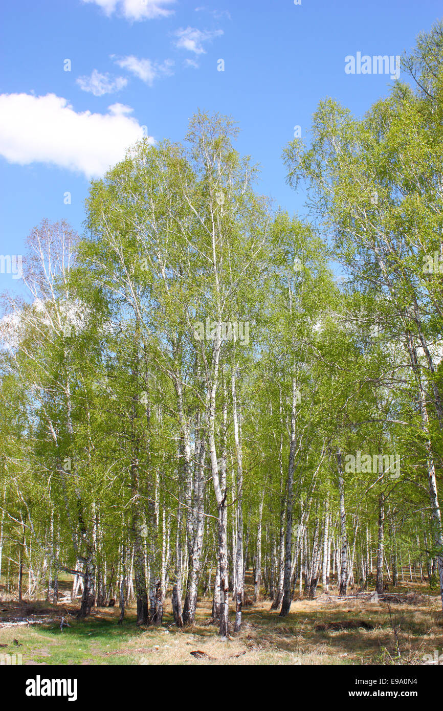 Très beau paysage de montagne Banque D'Images