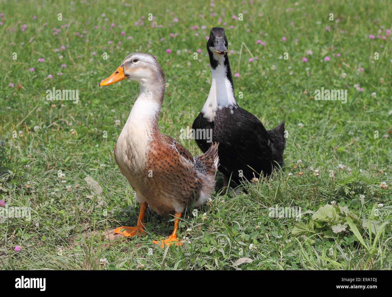 Canards nager dans le lac Banque D'Images