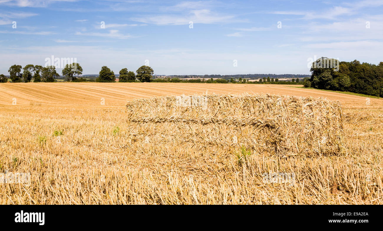 Ciel bleu au-dessus de champs de maïs en Angleterre Banque D'Images