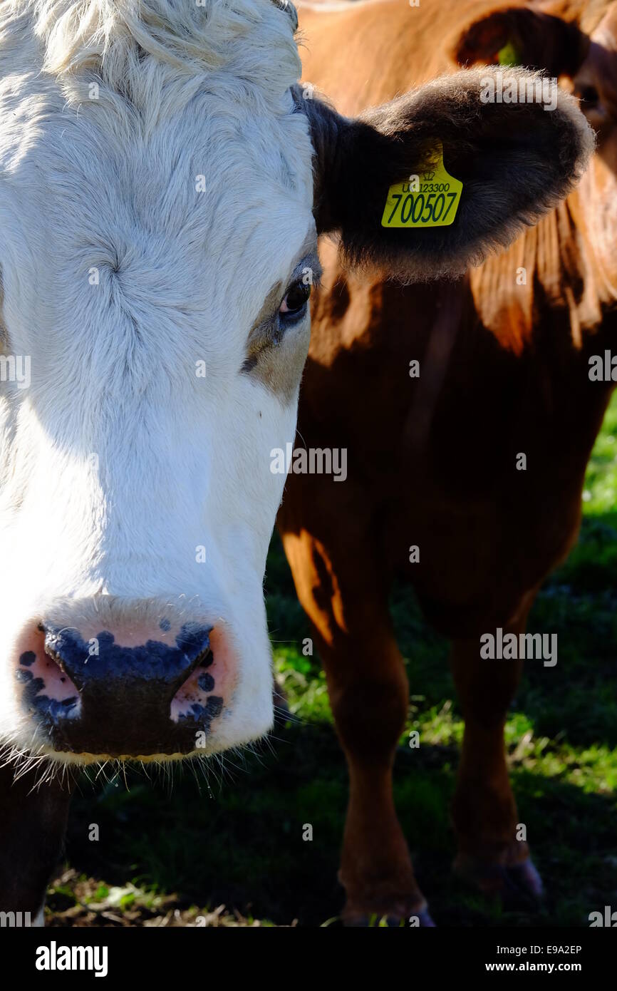 Portrait de vache. Banque D'Images