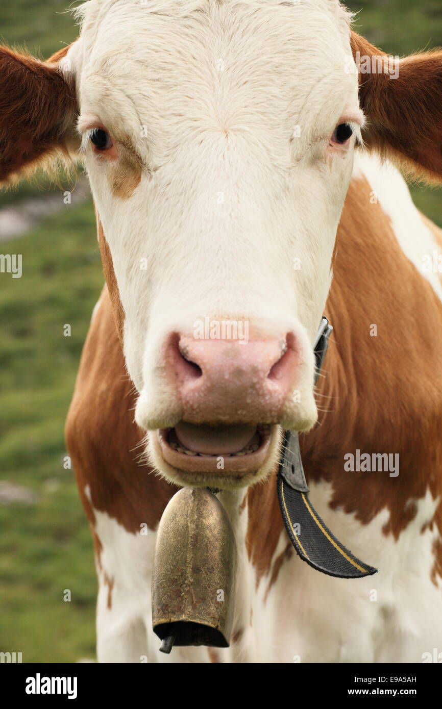 vache et bell Banque D'Images