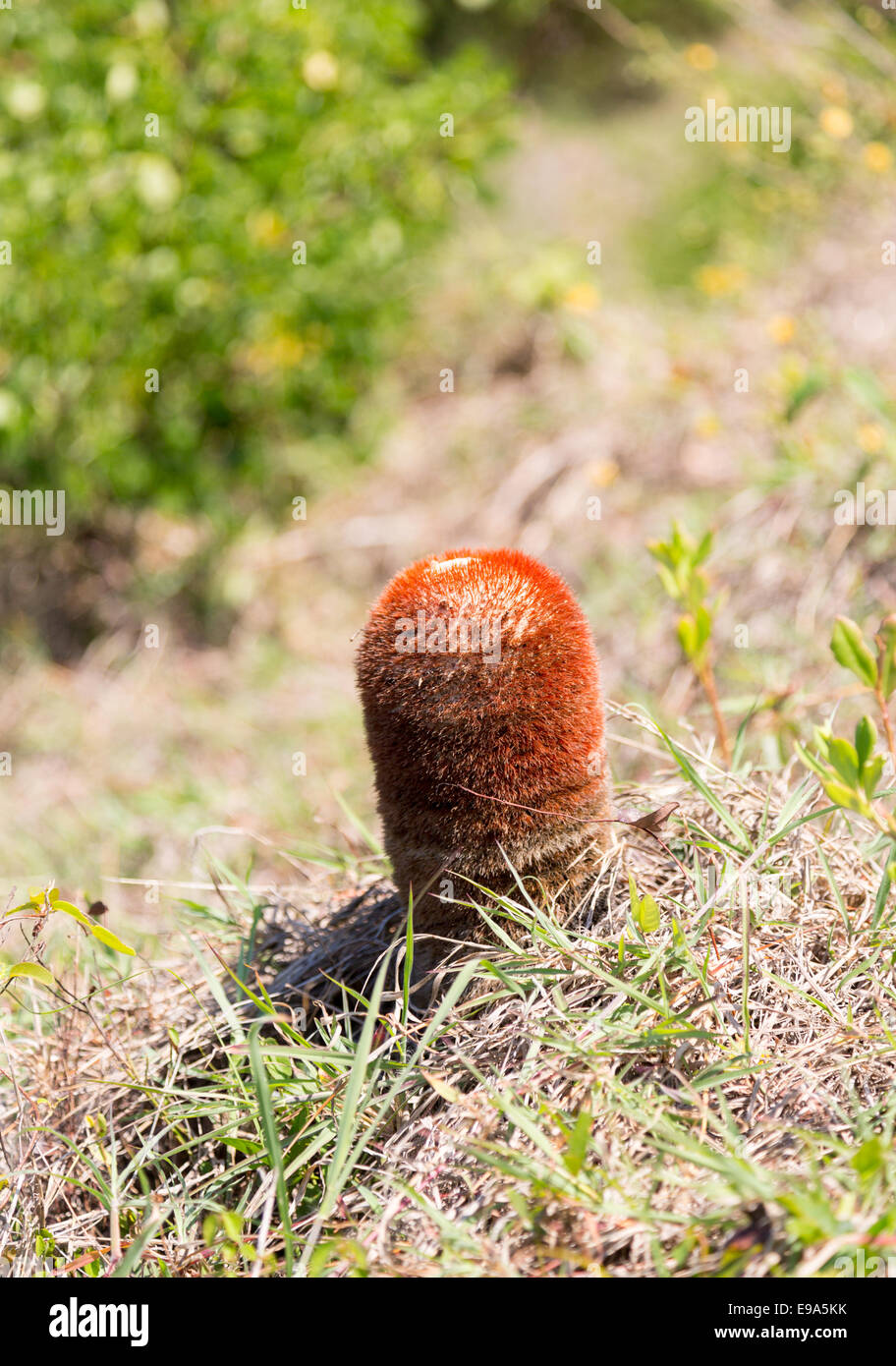 Turk's Cap cactus sur St Martin Banque D'Images