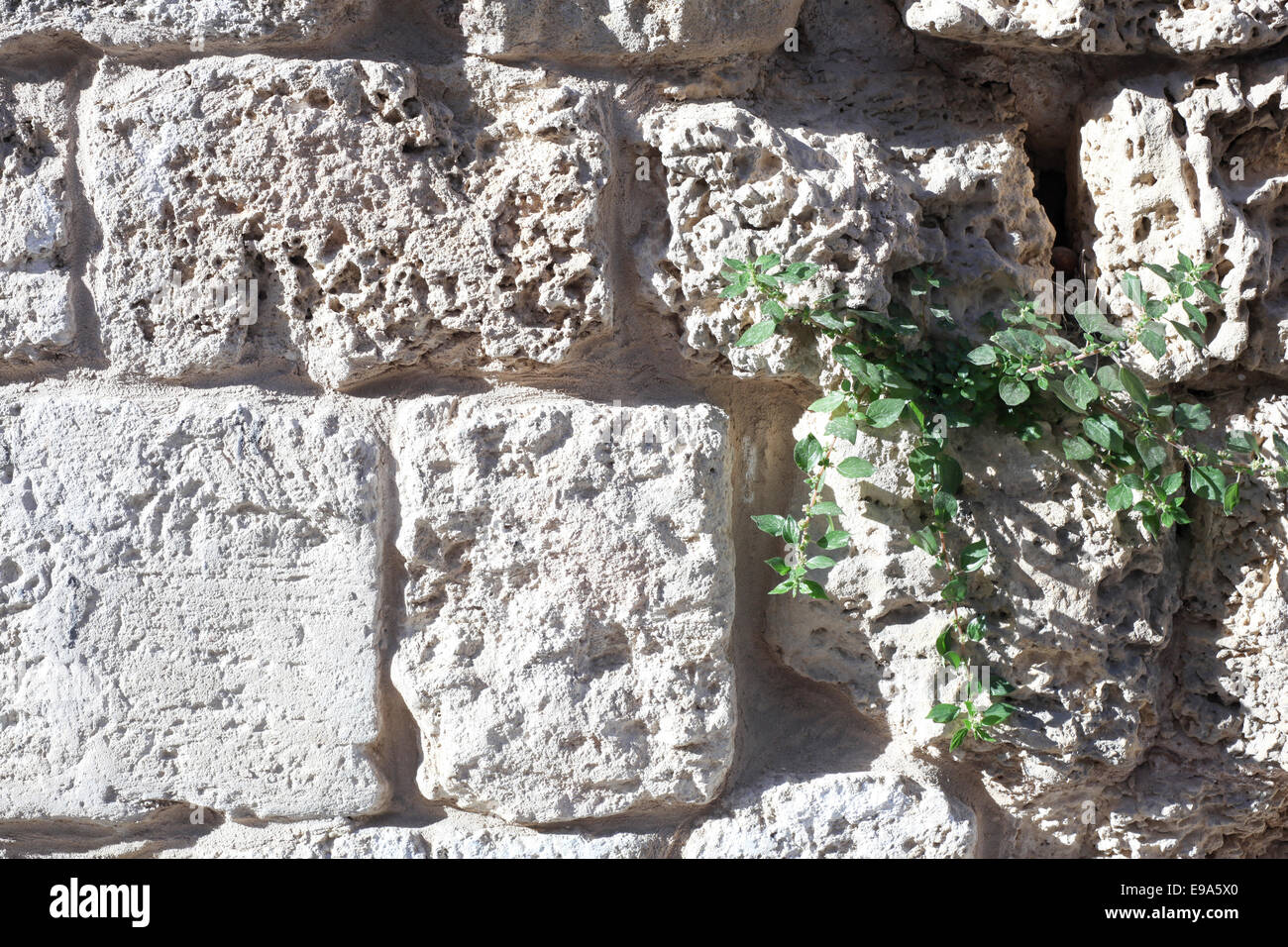 Close up d'un mur construit avec un Kurkar grès calcaire ou de la mer de dunes de sable fossilisées en Israël commun Banque D'Images