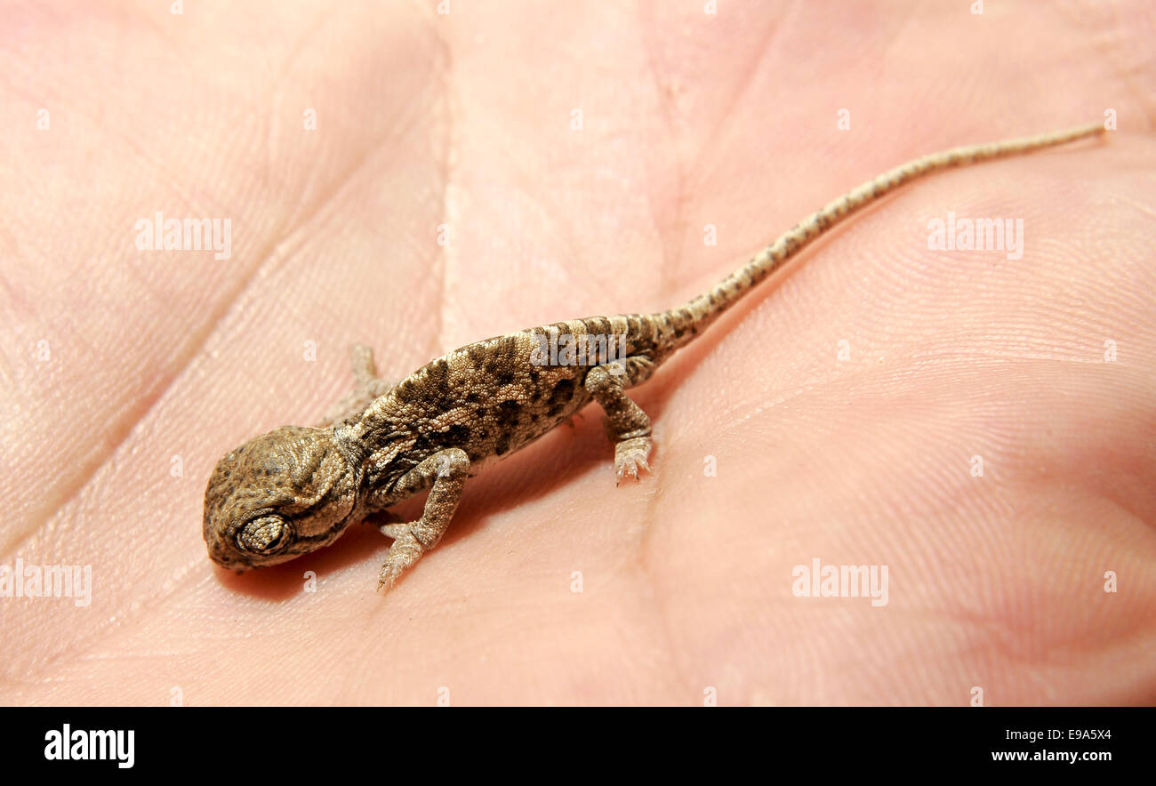 Petit Bebe Cameleon Mediterraneen Aka Chamaeleo Chamaeleon Chamaeleon Commune Sur Un Palm D Une Main Photo Stock Alamy