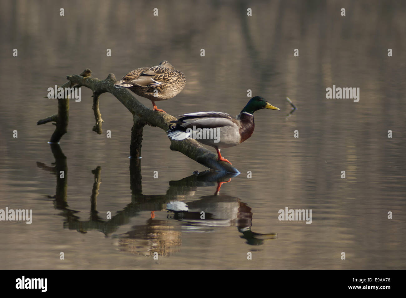 Le canard sauvage, Berlin, Allemagne Banque D'Images