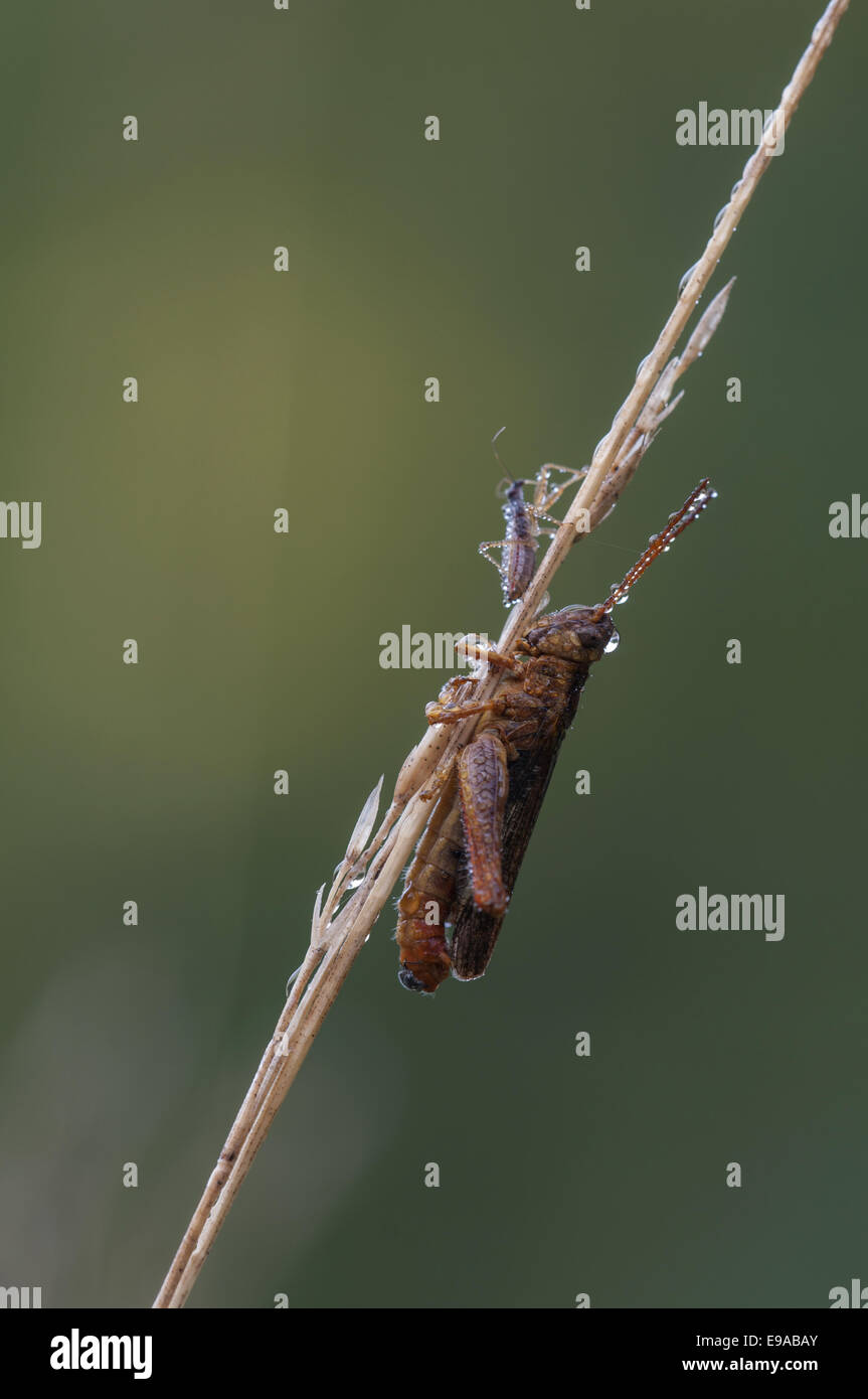 Grasshoppfer (Chorthippus brunneus) Banque D'Images