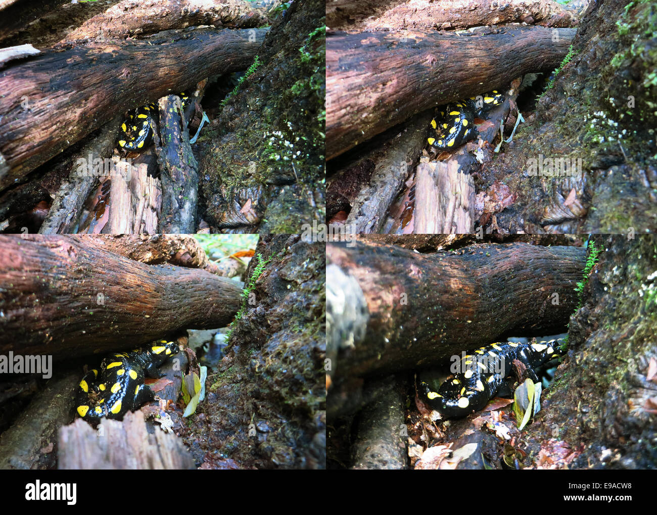 Salamandre de feu amphibiens colorés en milieu naturel Banque D'Images