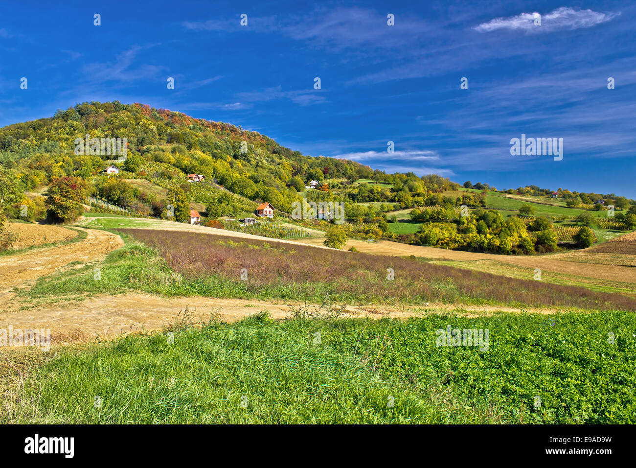 Belle colline verte avec vineyard cottages Banque D'Images