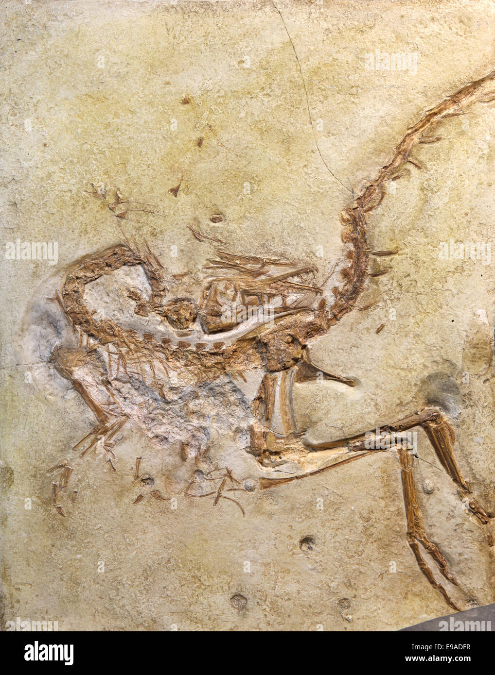 fossils embedded in stone