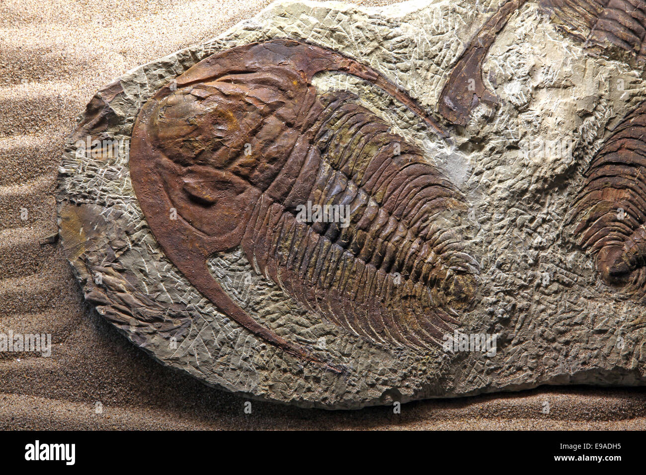 Fossiles de trilobites Banque D'Images