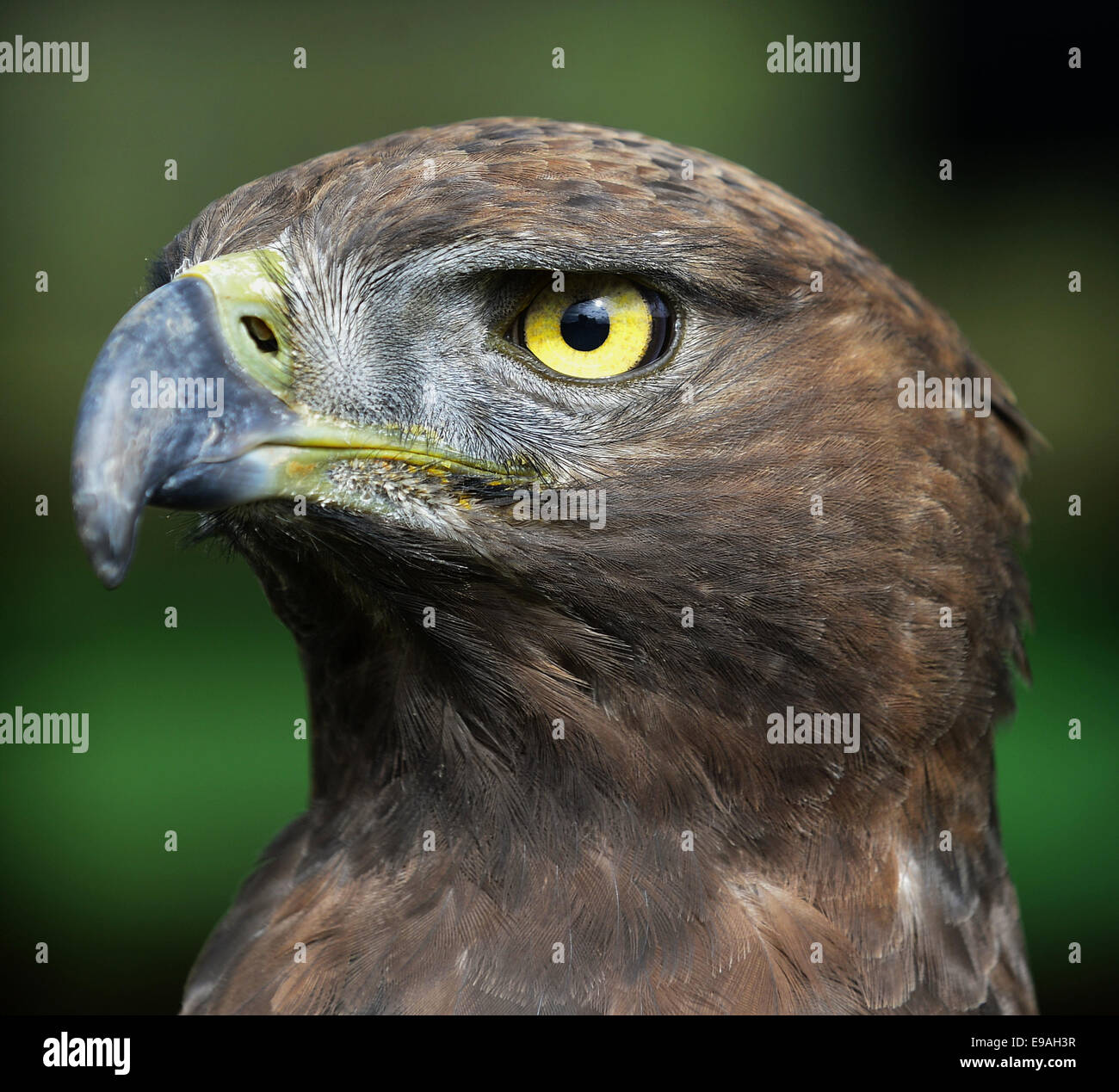 Close-up Portrait of a aigle martial (Polemaetus bellicosus), Afrique du Sud Banque D'Images