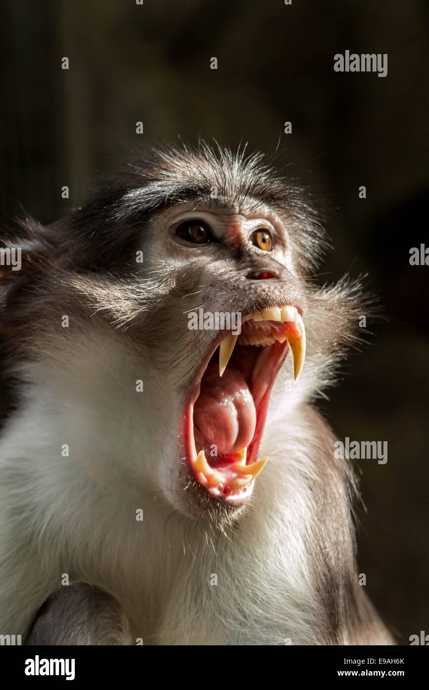 Singe mangabey fuligineux en colère (Cercocebus atys lunulatus ) Banque D'Images