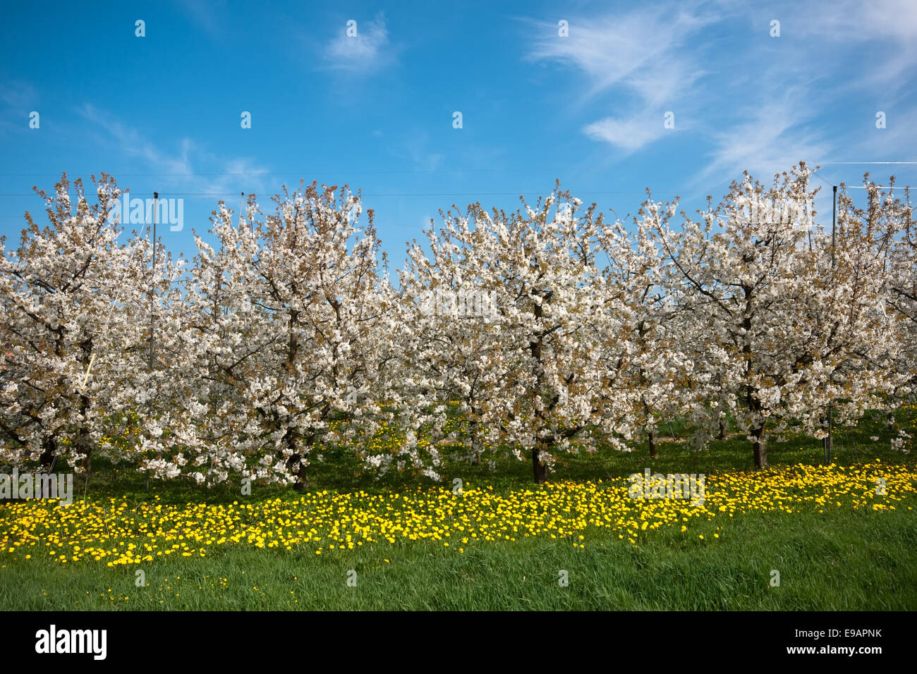 La saison de floraison d'arbres fruitiers en Allemagne Banque D'Images