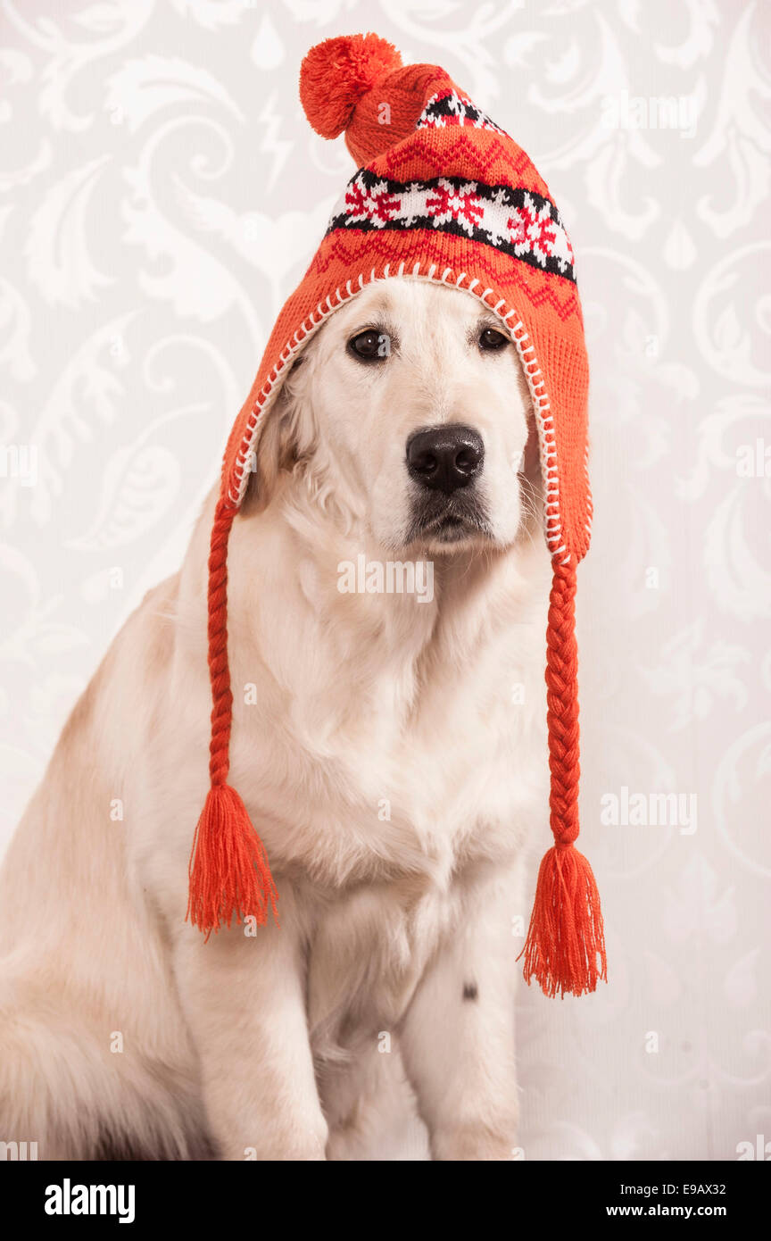 Golden Retriever dog wearing a hat wolly Banque D'Images