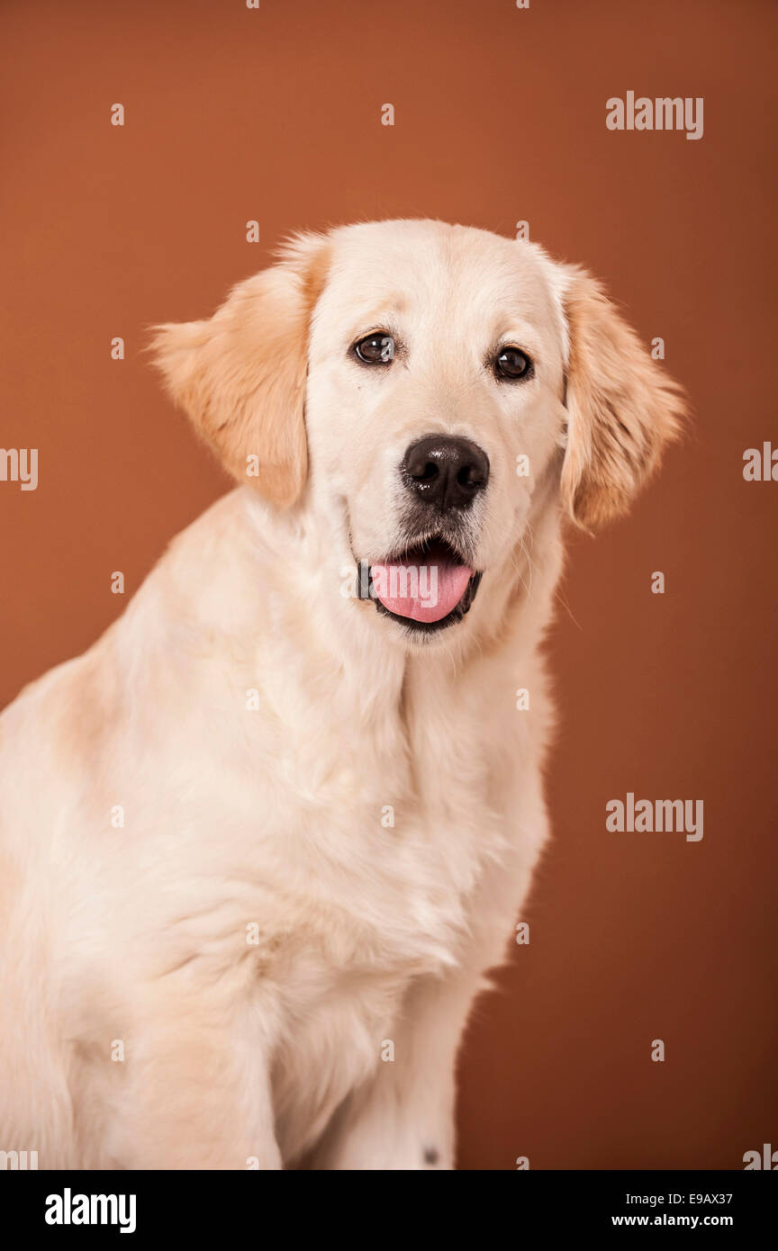 Golden Retriever dog, portrait Banque D'Images