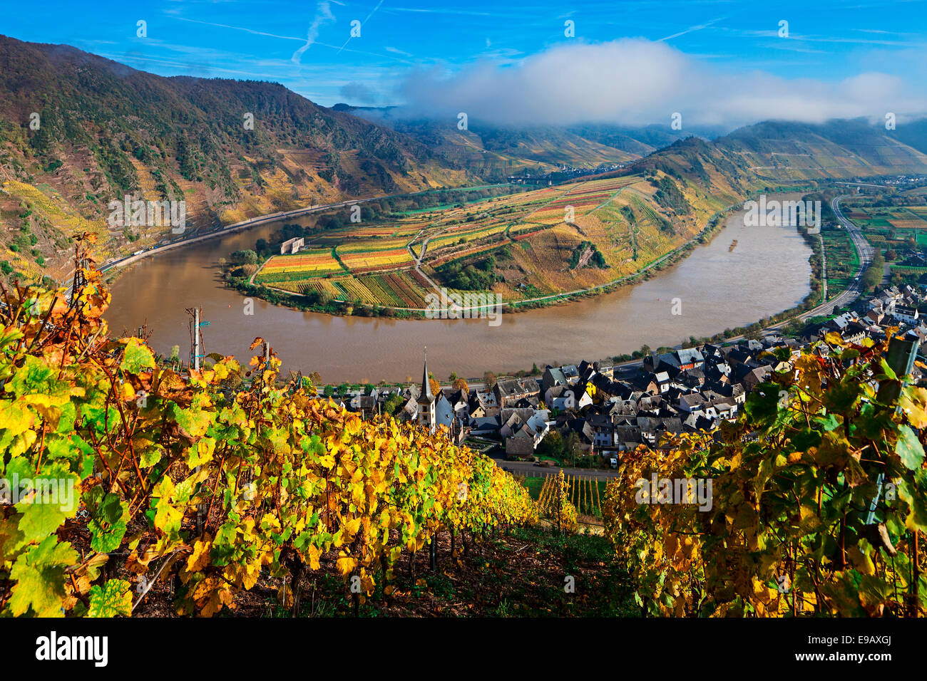 Boucle de la Moselle à l'automne, vue de Calmont Bremm, Rhénanie-Palatinat, Allemagne Banque D'Images